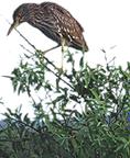 Image of a bird sitting in a bush.