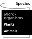 Image that says Microorganisms.