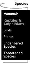 Image that says Reptiles & Amphibians.