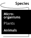 Image that says Plants.