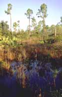 Image of the West Jupiter Wetlands in Florida.