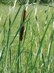Image of some cattails.