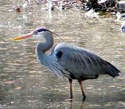 Image of a great blue heron.