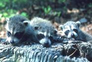 Image of some Raccoons.