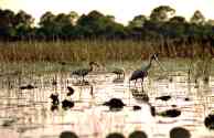 Imagen de algunos pájaros alimentándose en el Humedal de Savanna.