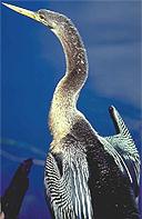 Imagen de un ave “Anhinga”.