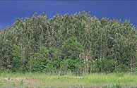 Imagen de algunos rboles exticos melaleuca que estn invadiendo los Everglades.