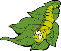 Image of a caterpillar crawling on a leaf.