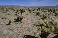 Image of the Cholla Cactus Garden in the Colorado Desert at Joshua Tree National Park.
