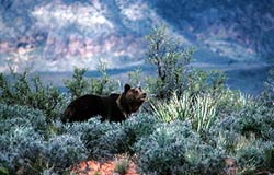 Image of a bear walking through some of the chaparral biome.