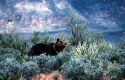 what is the climate of the chaparral biome