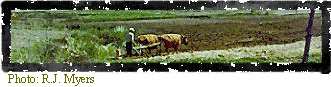 Image of a Korean farmer using cows to plow farm land.