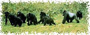 Image of a group of gorillas walking.  This image links to a more detailed image.