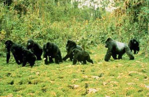 Image of a group of gorillas walking.