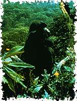 Image of a mountain gorilla standing in the rainforest of the Virunga volcanoes.