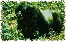 Image of an upset gorilla.