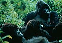 Image of some male gorillas.