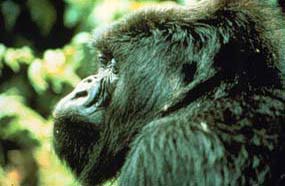 Image of a gorilla's profile.