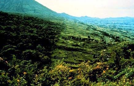 Image that shows the boundary between the rainforests on the volcanoes' sides and the large plantations established by the Europeans.  The encroaching humans leave little protection for the gorilla's already shrinking world.