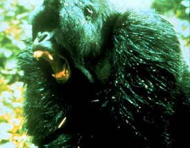 Image of a silverback gorilla making a threat gesture.