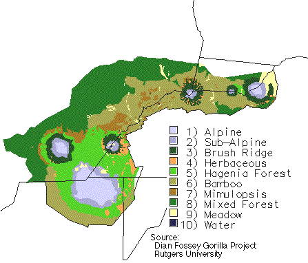 Image that shows the different types of vegetation in the primitive rainforest on the Virunga Mountains.  Please have someone assist you with this.