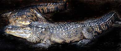 Image of two crocodiles.