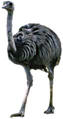 Image of an emu.