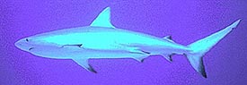 Image of a shark.