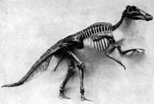 Image of a Trachodon skeleton.