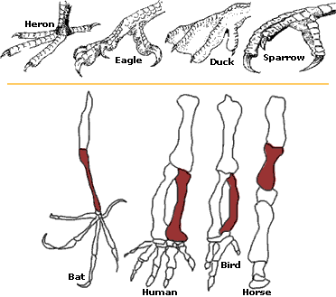 Image showing the feet of four different birds: Heron, Eagle, Duck, and Sparrow.  This image also shows bones in the forelimbs of four different animals: a bat's arm, a human's arm, a bird's wing, and a horse's foreleg.  Please have someone assist you with this.