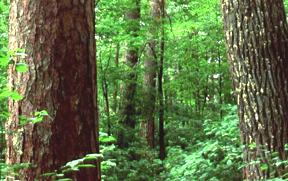 Image of a deciduous forest.