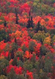 Image of deciduous forest trees with leaves of red and orange.
