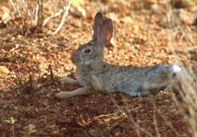 Imagen de un conejo.