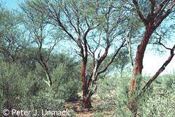 Image of a mulga tree.