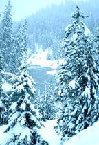 Image of some evergreen trees covered in snow.