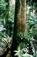 Image of a Tropical Rainforest.