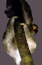 Image of a sloth.