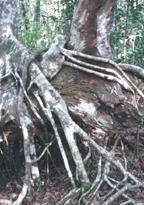 Image of a strangler fig tree and its long roots.