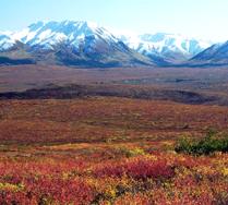 Image that shows a portion of the Arctic Tundra landscape.