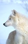 Image of an Arctic wolf.