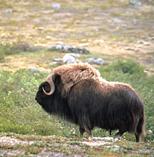 Image of a Musk Ox.
