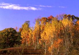 Image of a deciduous forest.