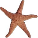 Image of a starfish.