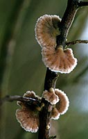 Image of a fungus.