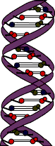Image of DNA.