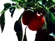 Image of a tomato on a tomato plant.