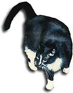 Image of a black cat.