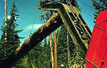 Image of a logging machine pulling down a tree.