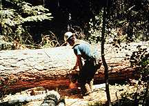 Image of a logger cutting a tree.