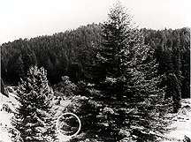 Image of a "ranch" in northern California, taken in 1977.